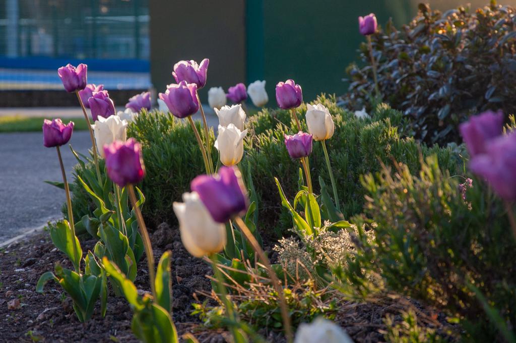 Some fantastic colour around the site at the moment.  Tulips are in full bloom, Rob and Oli have made a really big impact on our gardens since joining us last summer.