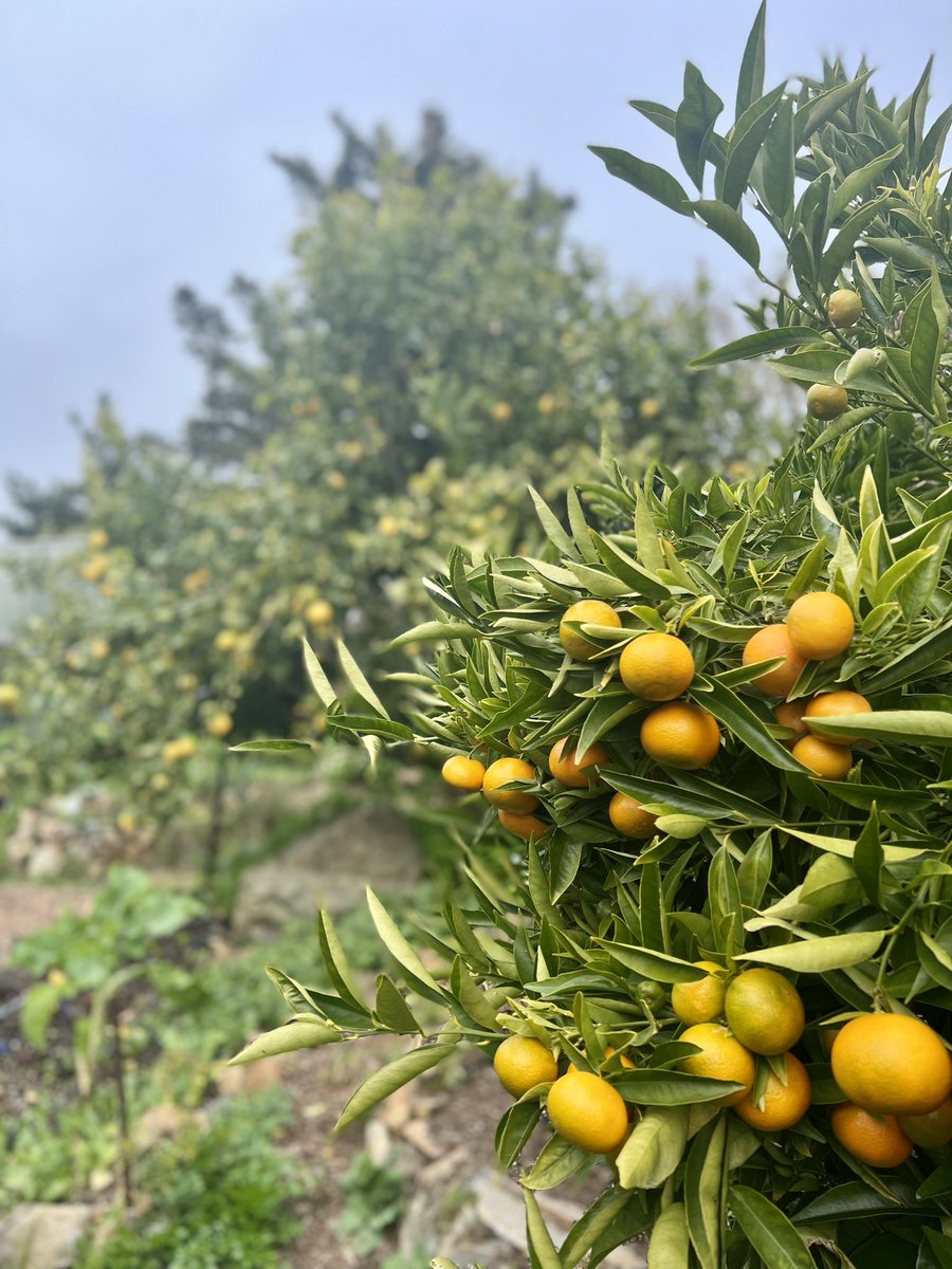 AutonomousTent's tweet photo. As fresh as it gets… enjoy a stroll through the organic garden before sampling its goodness in the restaurant. #treebonesresort #bigsur #farmtotable #foodie #camping #gardening https://t.co/HZDrDTRdXF