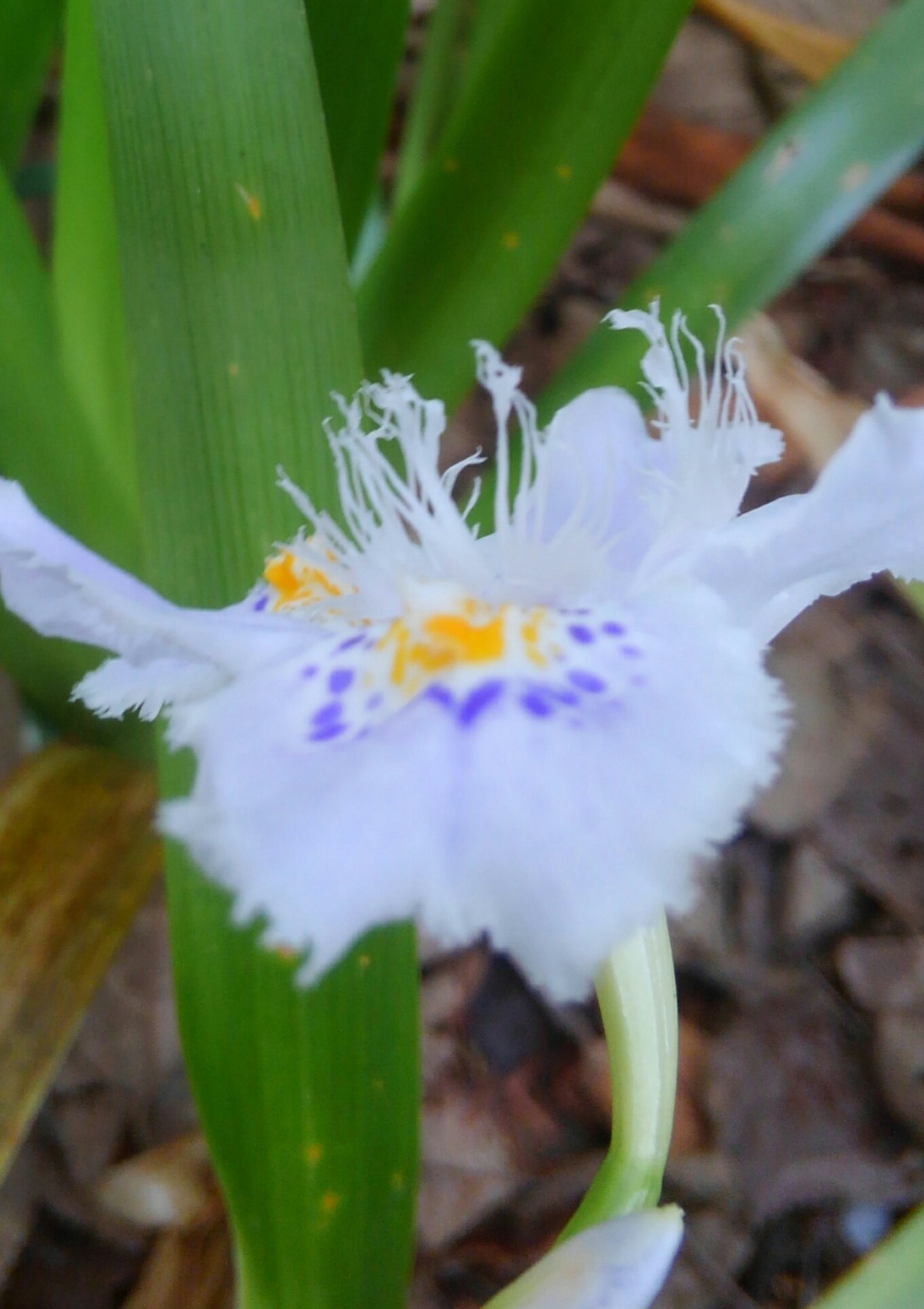 野に咲く花 Al Twitter 4月25日 月 おはようございます 今朝の花は アヤメ科 シャガ 花言葉 決心 私を認めて 今週は ゴールデンウィークが始まります 楽しみを糧に 今日１日頑張りましょう T Co Ck7b0ek4eo Twitter