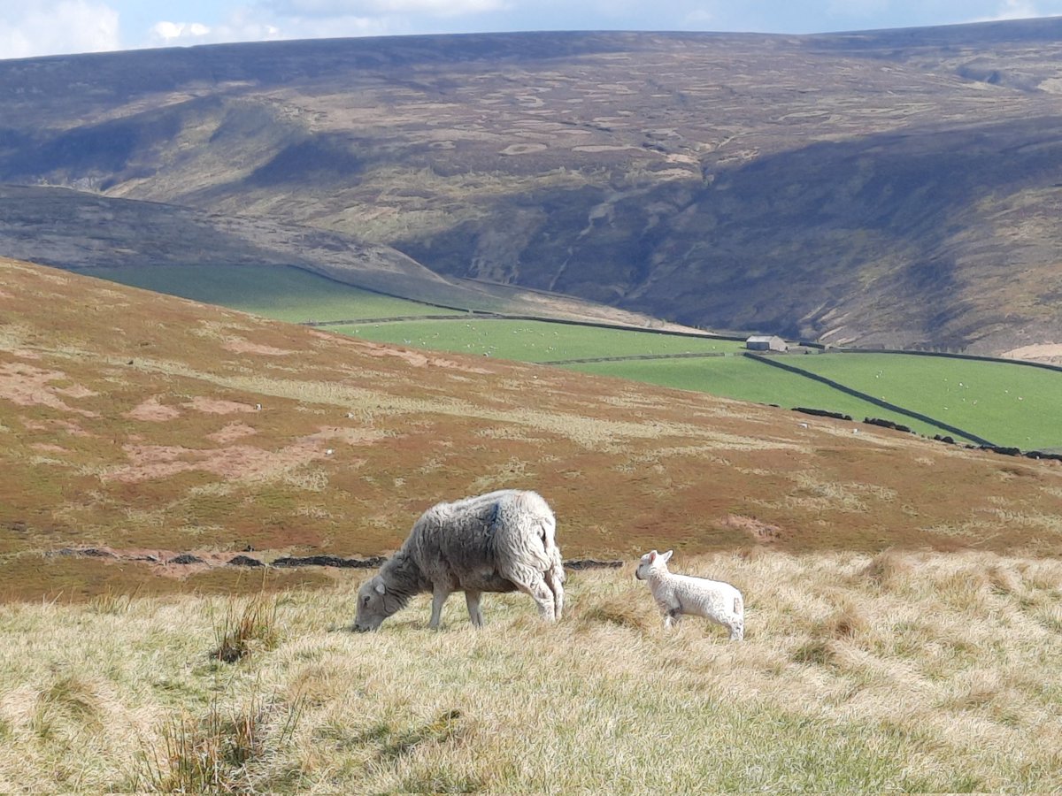 chesteroutdoor's tweet photo. Another great day on the hills 😎🌄  Bleaklow #hiking #outdoors @ShitChester https://t.co/NFjZBXTmFY