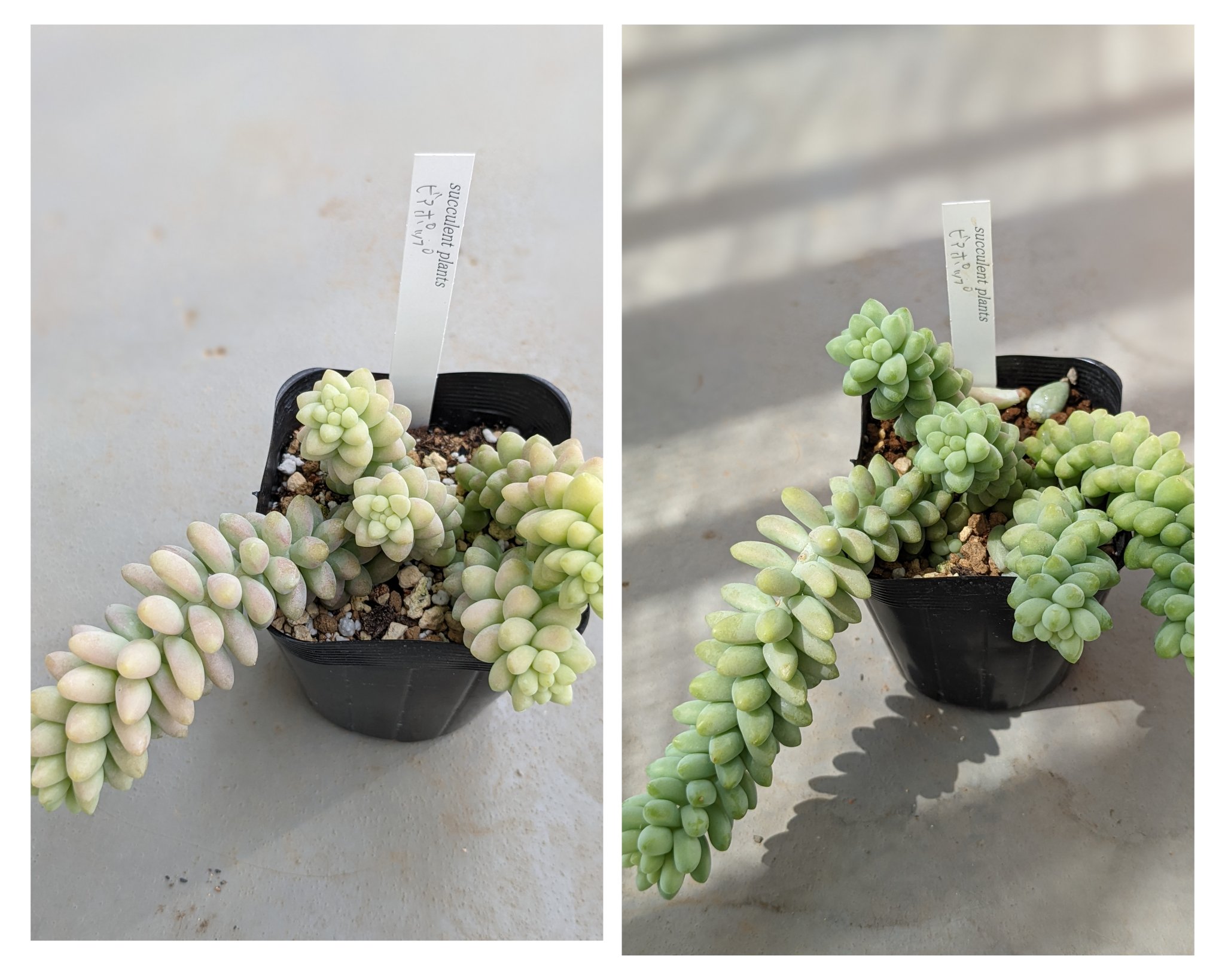 まんまる 多肉 観葉植物 Manmaru 3boys Twitter