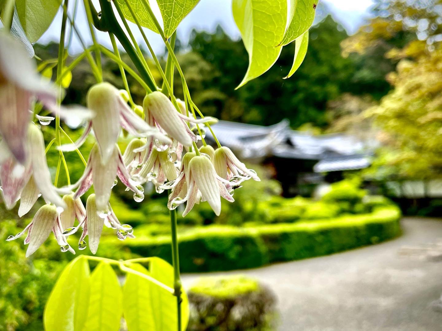 郁子 Twitter Search Twitter