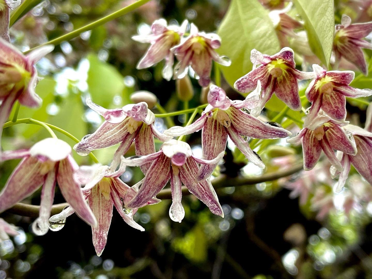 郁子 Twitter Search Twitter