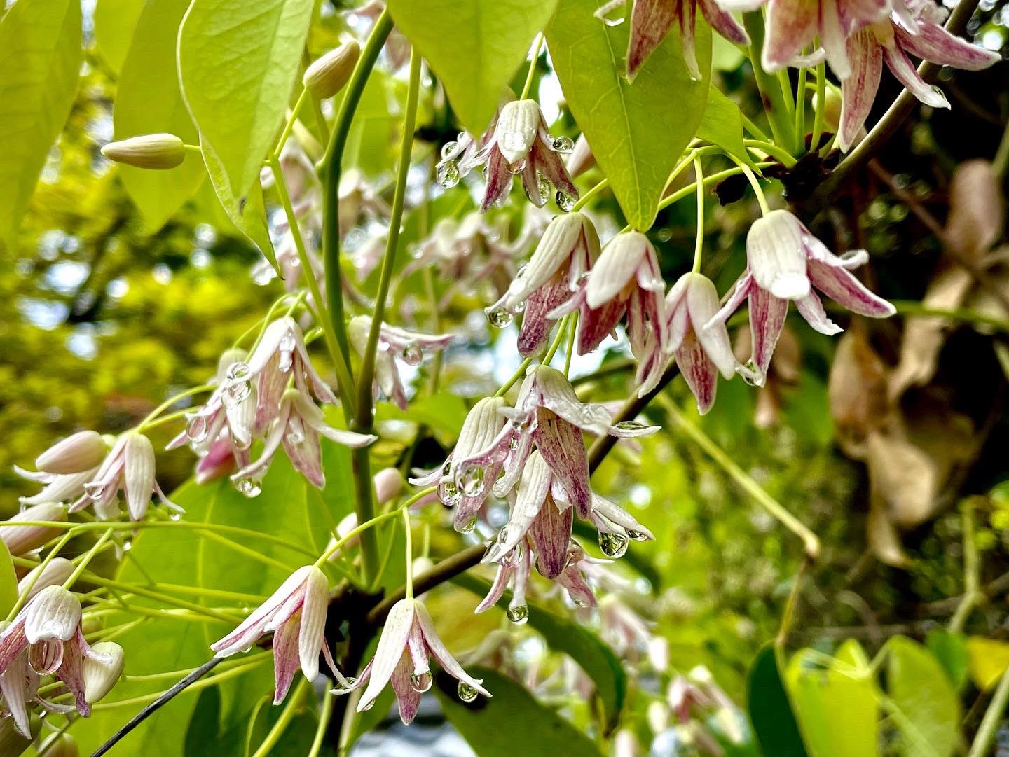 郁子 Twitter Search Twitter