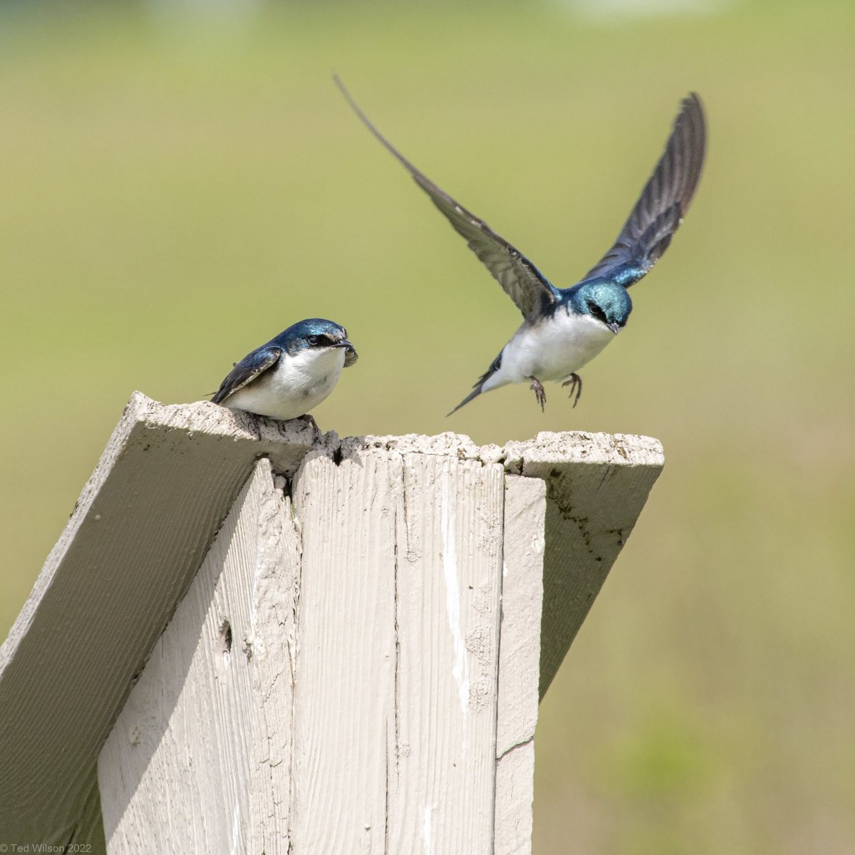 tcwilson1's tweet photo. Tree Swallows at Voice of America Park. #birds #ohiobirds @ButlerMetroPark https://t.co/o0graD3j6a