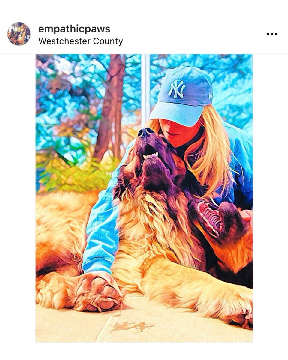 Empathic_Paws's tweet photo. #Anthrozoology looks like… laughing pups enjoying a spring day ✌️❤️🐾
.
.
#LGY #BeKindYankeeFans #humaneED #dogs #ilovemydogs #happiness #therapydogsintraining #love #empathy #leonberger #germanshepherd #bernesemountaindog #adoptdontshop #daisy #bravo #mustlovejudge @Yankees https://t.co/KAcnTs1e6k