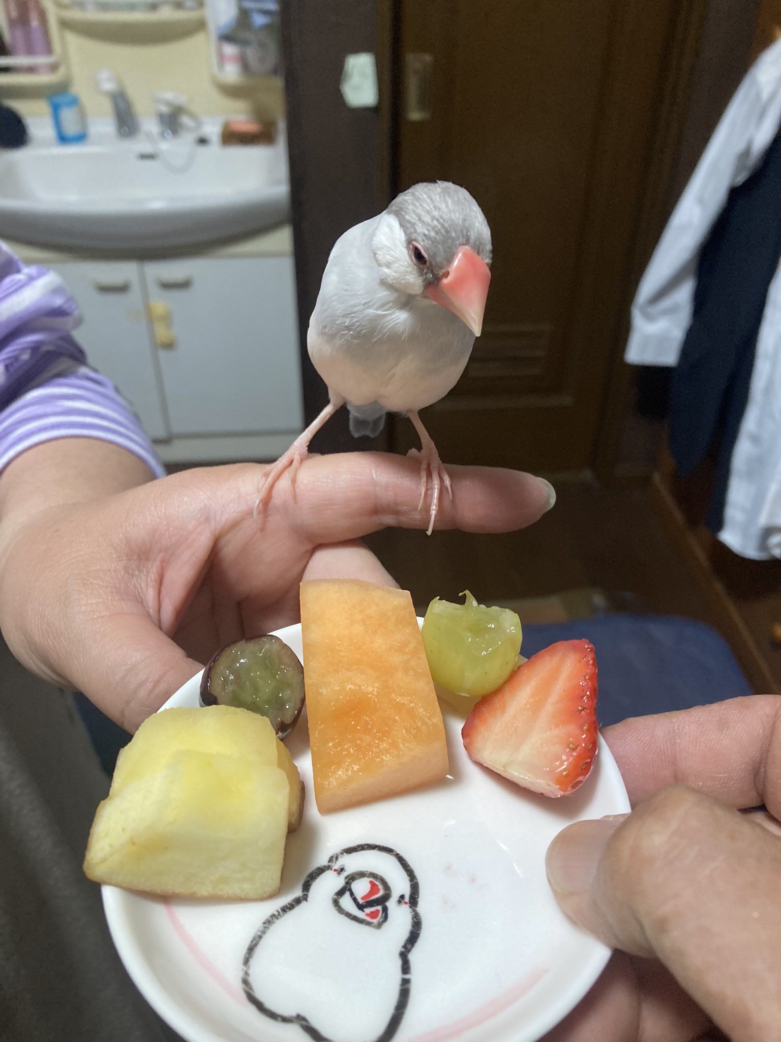 文鳥ハチピー D3sj4odq8gx5j9s Twitter