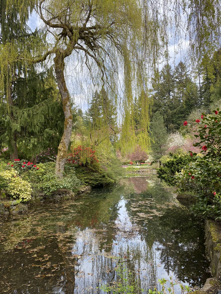 Meerakati's tweet photo. A lovely day at #butchartgardens #yyj #dogsofvictoria with @BhinderSajan and Solana #Havanese https://t.co/oLUzXmmeib