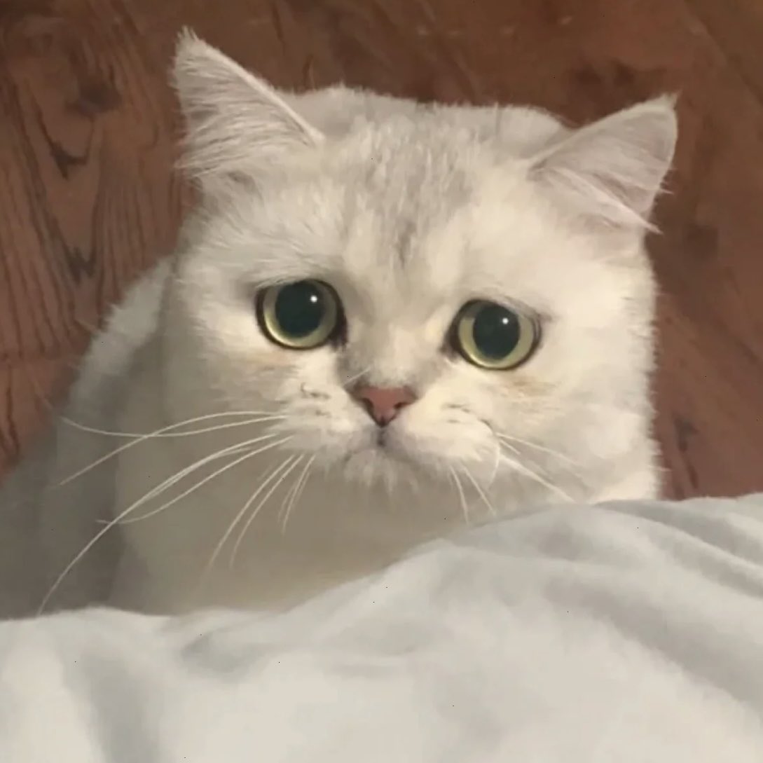 jaemin cat content tweet media