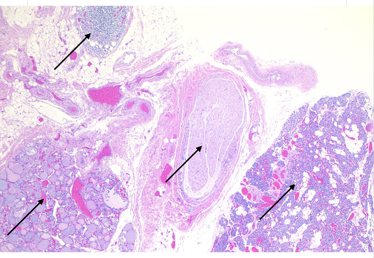 Willy Kemp tweet media