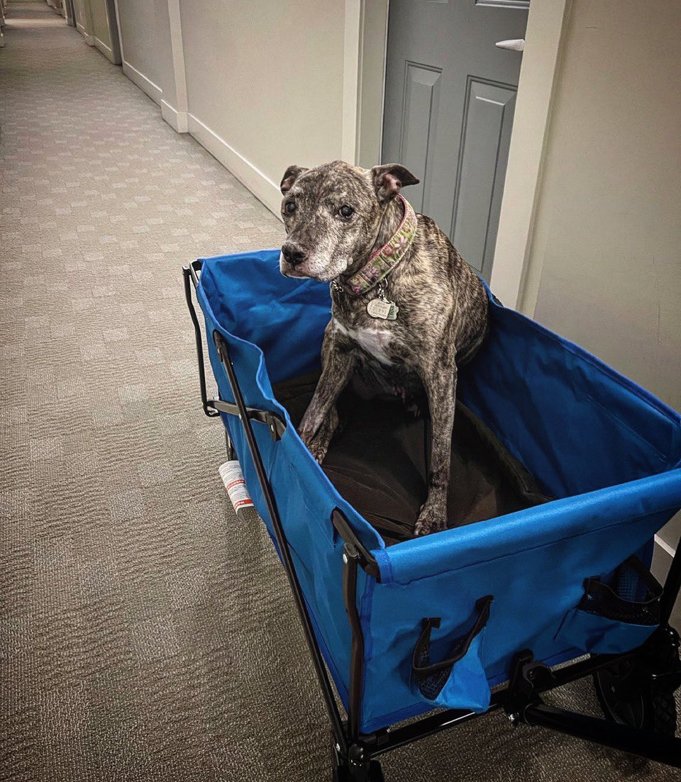 WarnChris's tweet photo. The face you make when your people rush out and buy you a stupid wagon because you tweaked your knee and the emergency vet prescribed pain meds and rest.  #seniorpitbull #almost17 https://t.co/CmeihEbncm