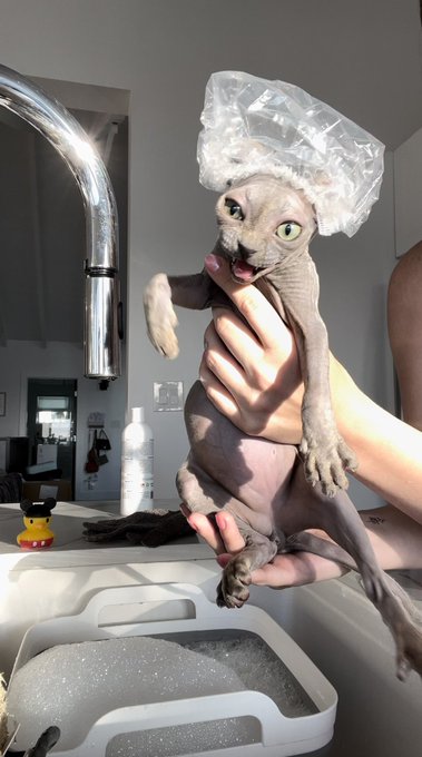 So I gave Porgy a bath today- https://t.co/H6l9tDizkA