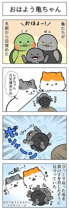 「おはよう亀ちゃん」
(はる蔵さんの「ふうらい日和」第46回)

2本目「みんなの窓際」はこちら⇒
https://t.co/N8gQXsZjt8 