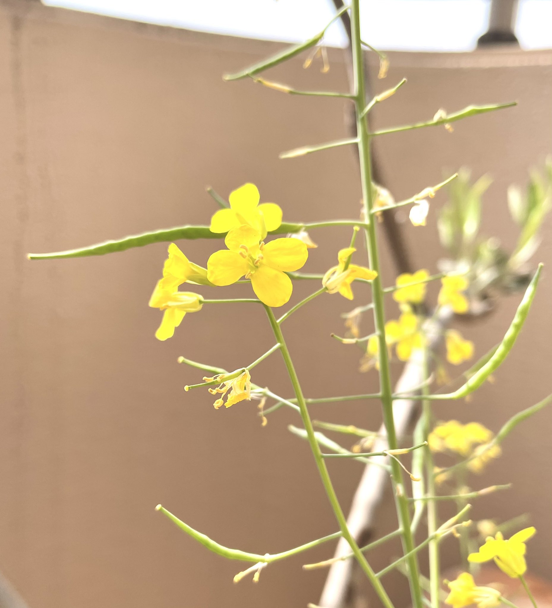 うおといて ブロッコリースプラウト の種からそのまま育てた ブロッコリー 花が咲いた後 尖った実のようなものがたくさん ブロッコリーの種はこんな風にしてできるのか 植物によって実の形状も様々なんだなぁ 当たり前だけどしみじみ うおといて ブロッコリースプラウト の種からそのまま育てた ブロッコリー 花が咲いた後 尖った実のようなものがたくさん ブロッコリーの種はこんな風にしてできるのか 植物によって実の形状も様々なんだなぁ 当たり前だけどしみじみ