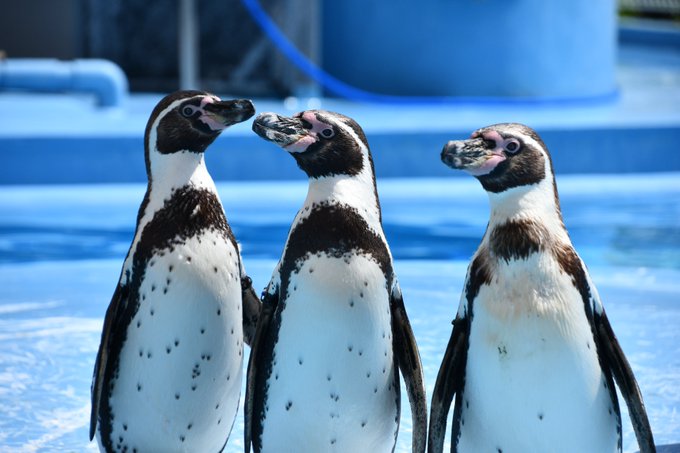 世界ペンギンの日 22年4月25日 月 ツイ速まとめ 世界ペンギンの日 22年4月25日 月 ツイ速まとめ