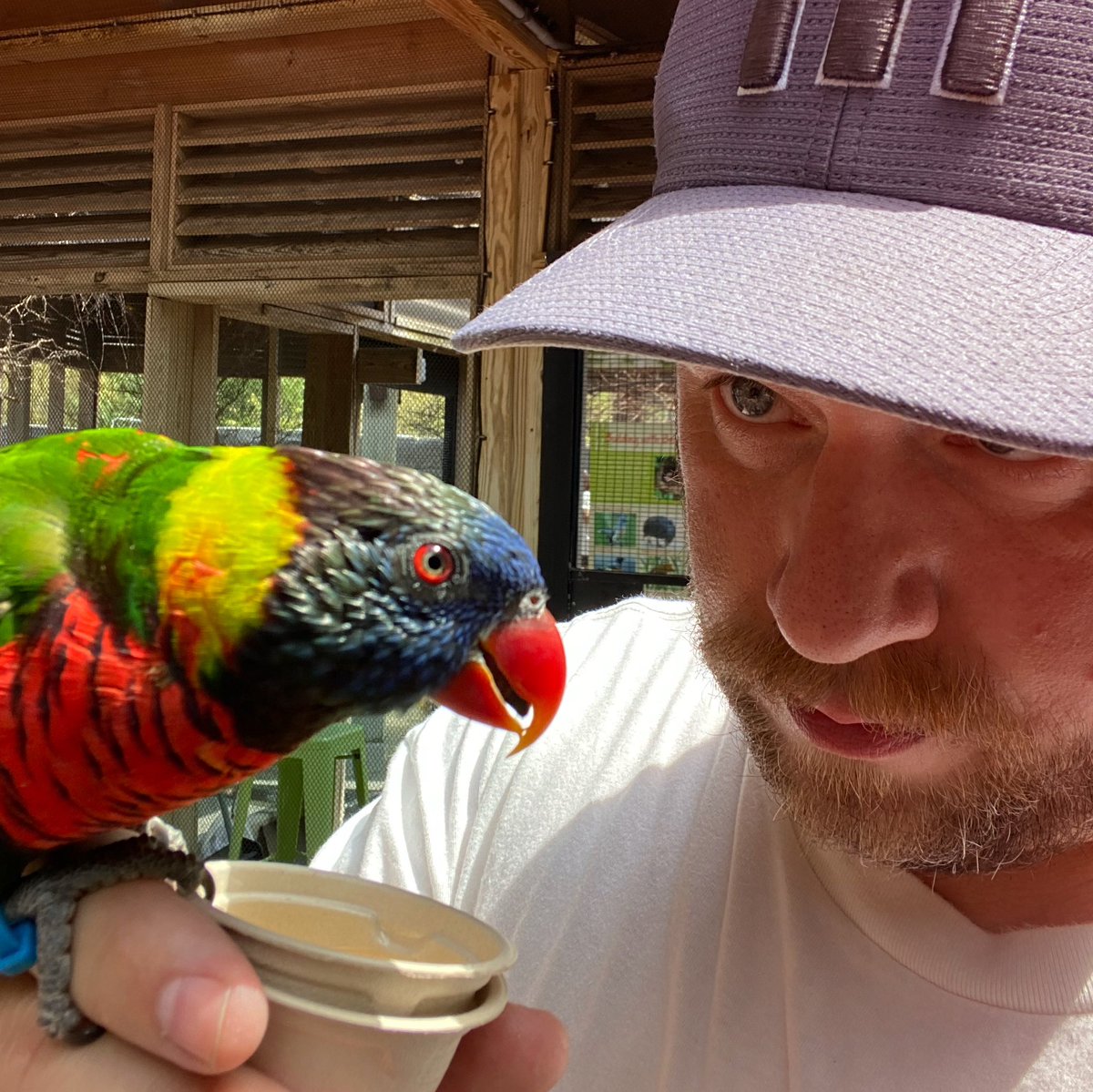 theShambugi's tweet image. It's the Weekend Wind Down, so pull up a chair and hang out. Maybe bring a bird 🦜 #Giveaways 

LIVE 🔴 twitch.tv/Shambugi

#twitch #streamingNOW #parrots #fun