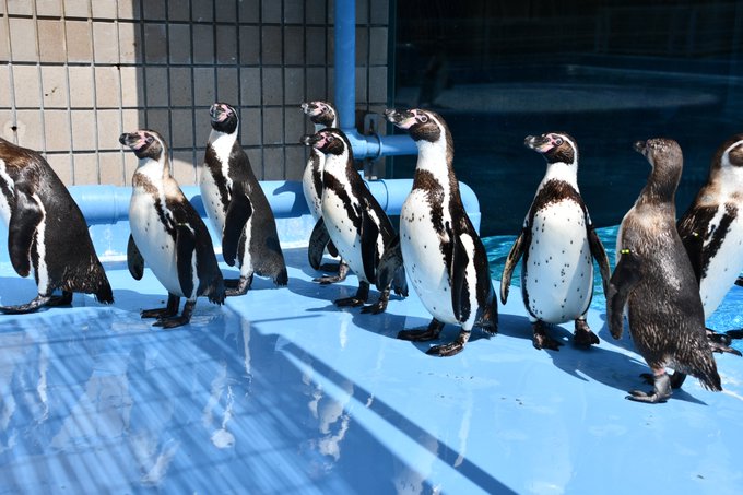 世界ペンギンの日 22年4月25日 月 ツイ速まとめ 世界ペンギンの日 22年4月25日 月 ツイ速まとめ