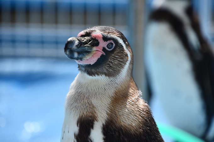 世界ペンギンの日 22年4月25日 月 ツイ速まとめ 世界ペンギンの日 22年4月25日 月 ツイ速まとめ