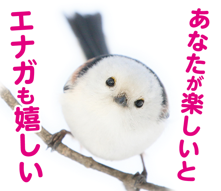 【スタンプ発売中✨】
『永久機関シマエナガ~シマエナガとカラスさん~』と超人気シマエナガアカウント『ぼく、シマエナガ』のW人気シマエナガのコラボスタンプ、好評発売中!!
可愛い♥しかない、実写バージョン✨
👇
https://t.co/FiINWdwphx
