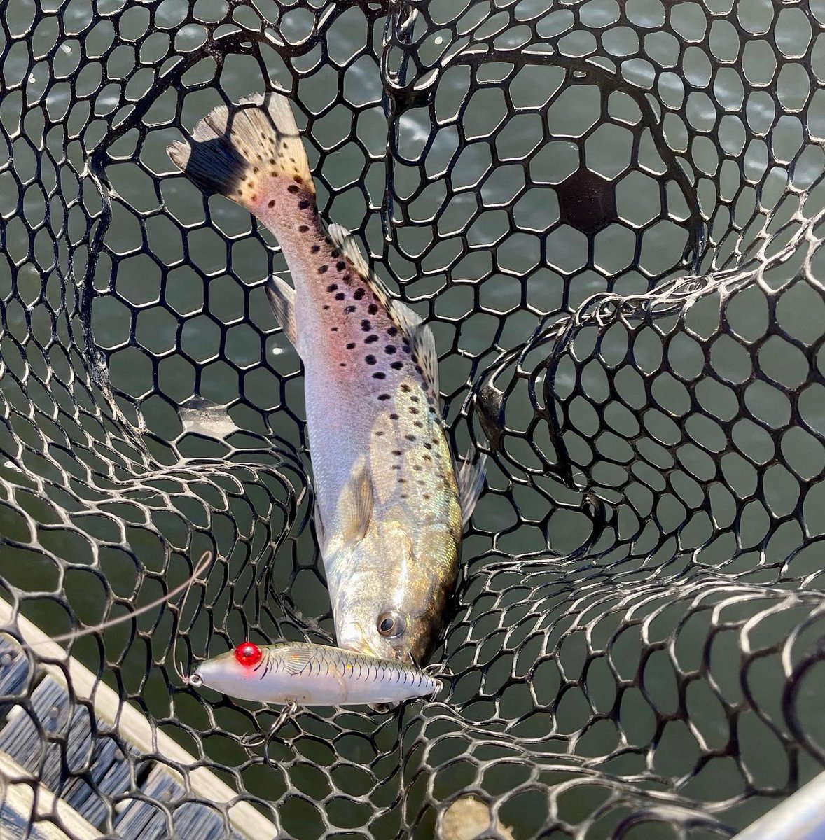 Sunset dock walk w/ 1 rod & a net. Wind finally laid down enough to sling a #mirrolure Top Dog Jr. Connected with a slot male #seatrout. Water is still churned somewhat, but better than it has been! #whatthefin #reelpirate #walkthedog #topwater #springfishing #goldenhour