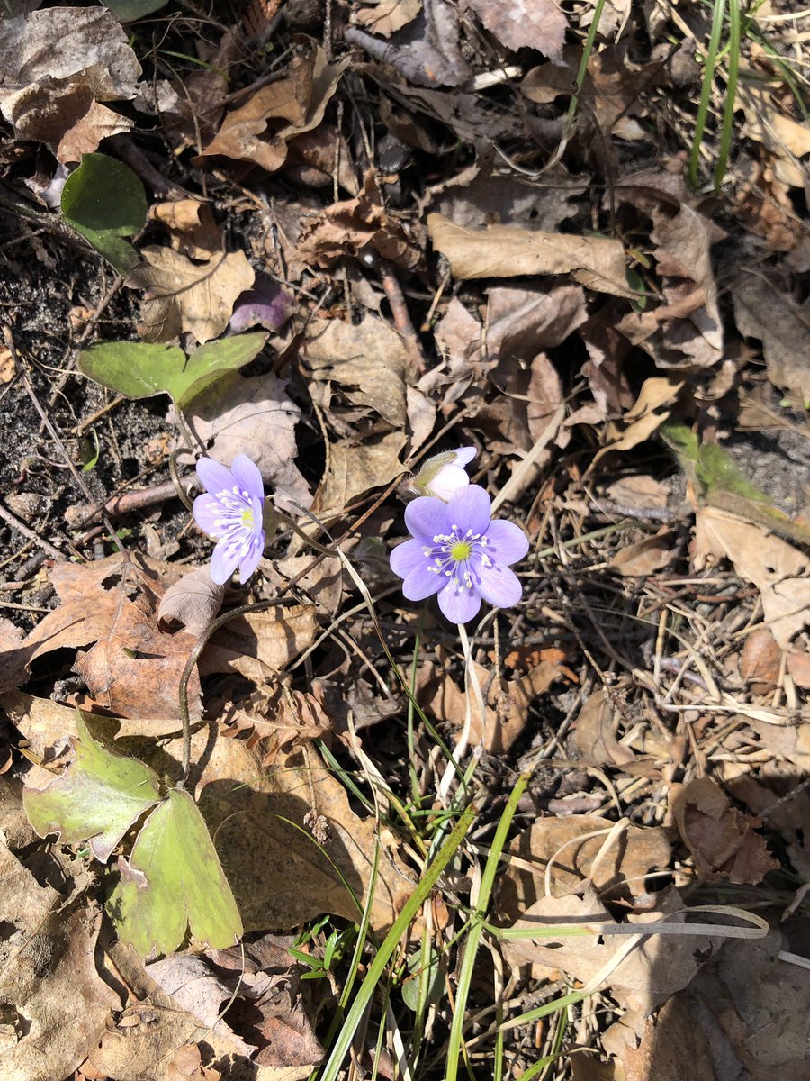 HJHelenKim's tweet photo. Took Finance interns out to @NCC_CNC ‘s Happy Valley Forest on a most gorgeous warm day. From Goldie Feldman Nature Reserve through Deeps Woods. In a month’s time I expect lot more green scenery. #stepintonature #time4nature #conservation #naturereserve https://t.co/GKKW4Ffnei