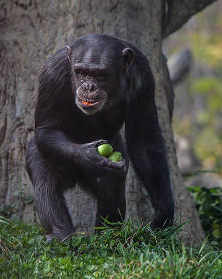 monkereal tweet picture