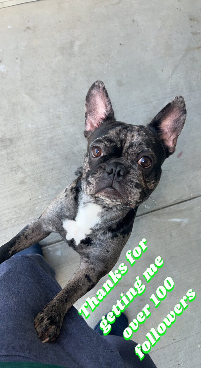 HalftimeMerle's tweet image. Just Showing A Little Appreciation Thanks For The 💯 Followers #Frenchie #dogsoftwitter #frenchiepuppy