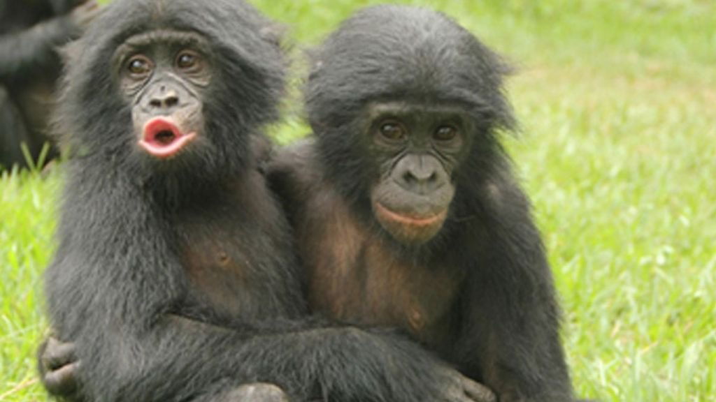 monkereal tweet picture