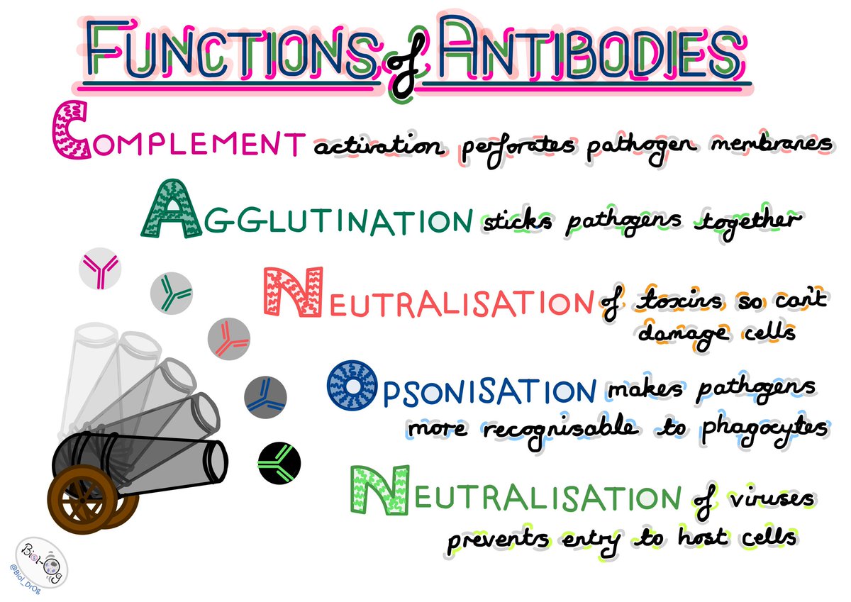 Biol_DrOg's tweet photo. #ways2remember number three. Functions of antibodies. Was really chuffed with how this one came together. Not only does CANON aid memory, the balls are a good analogy for antibodies! #mnemonicdevices #pausethinkremember https://t.co/F0VBDkED8o