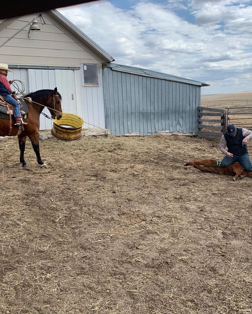 Em grabs doubles so daddy can tag! #springattheranch <a href="/ASmith_Ag/">Adam</a>