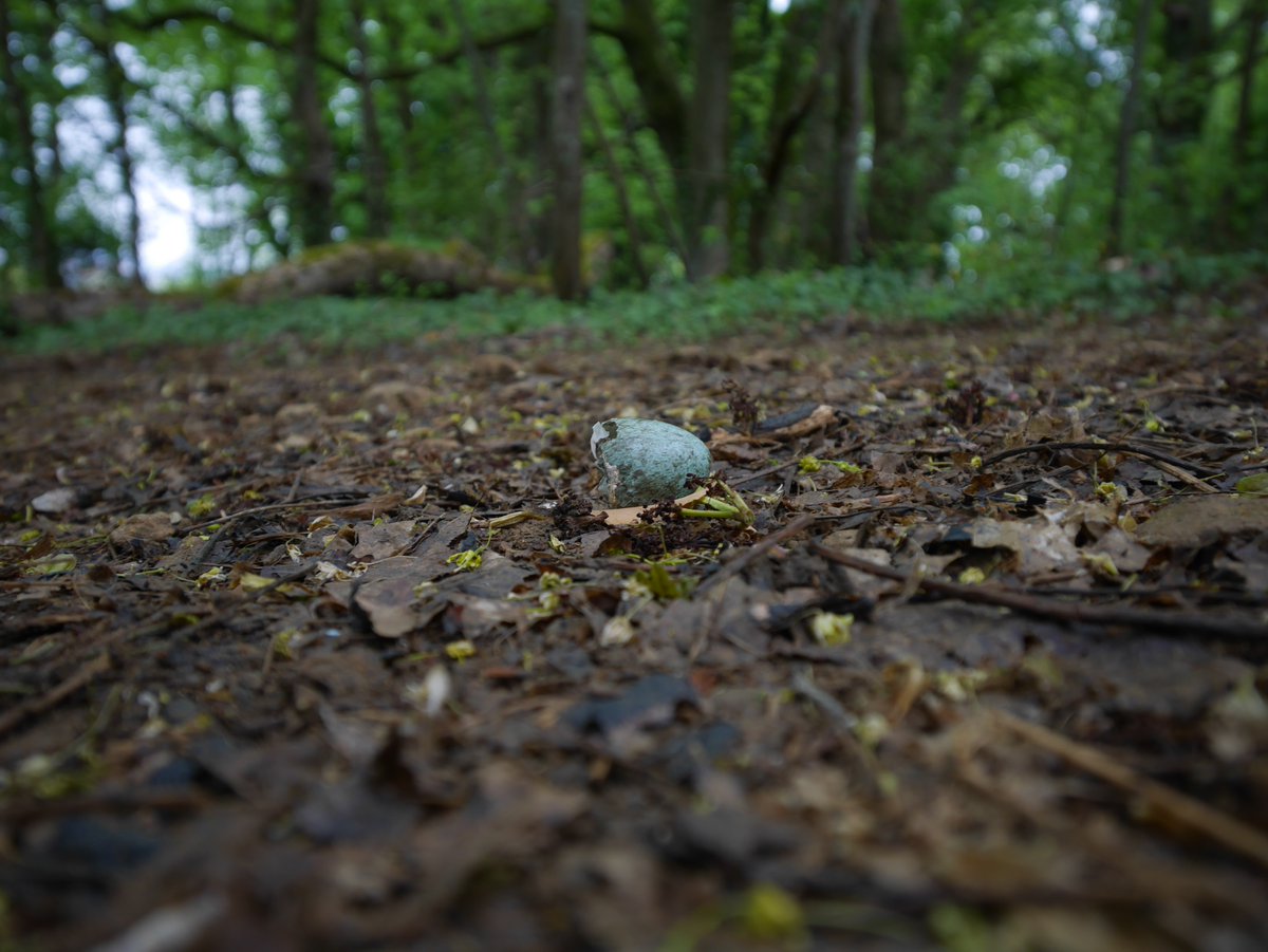equinox_aki's tweet photo. Spring and the start of the life cycle…
Taken with a H-F007014 on a #GM1S #LUMIX https://t.co/RR6YxV9chQ