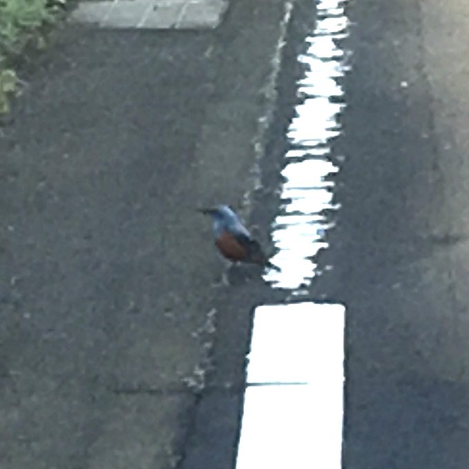 青い鳥のtwitterイラスト検索結果 古い順