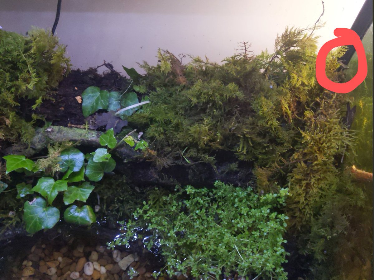 sallylepage's tweet photo. Here is the frog!
If you are enjoying #FindTheFrog, then you might also like the much more regular and structured #FindThatLizard run by @Afro_Herper. https://t.co/4pNgZnaHFf