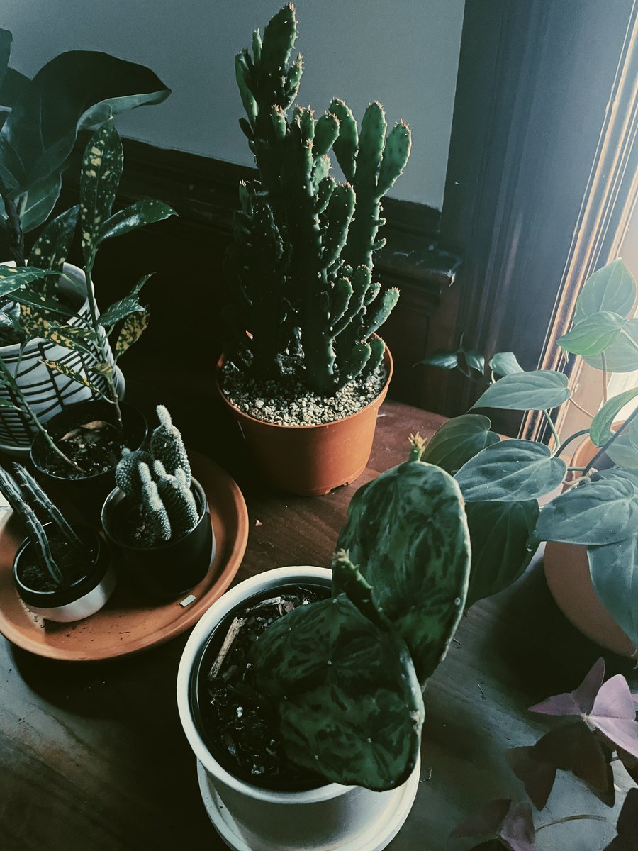 cakesblah's tweet photo. new bubs https://t.co/LkrpqrXilb