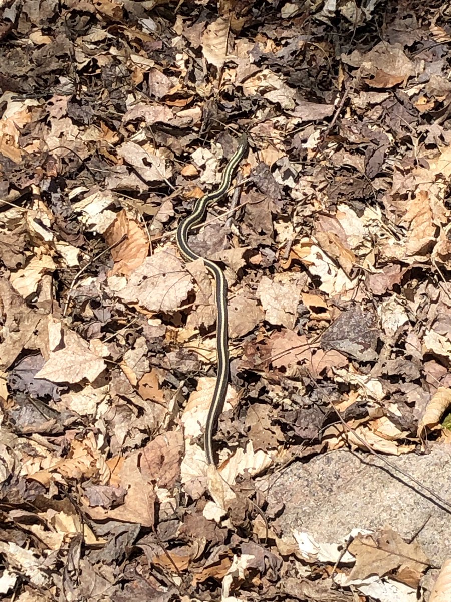 HJHelenKim's tweet photo. Walked through @NCC_CNC Deep Woods and then to my favourite Langtry Nature Reserve. Scarlet elfcups are abundant and garter snakes must be emerging from hibernation as there were so many! Should come back to see blankets of trilliums soon. #time4nature https://t.co/CJnPFTTvlQ