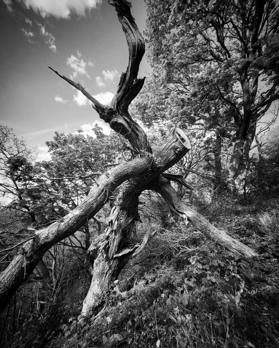 Photo credit: Daljit Kundi 

#SpectralEmanations #SINIUS

#abandoned #urbex #abandonedplaces #photography #decay #urbanexploration #ig #lostplaces #urbexphotography #bnw #landscapephotography #explore #nature #photo #abandon #forgotten #bhfyp #naturephotography #blackandwhite