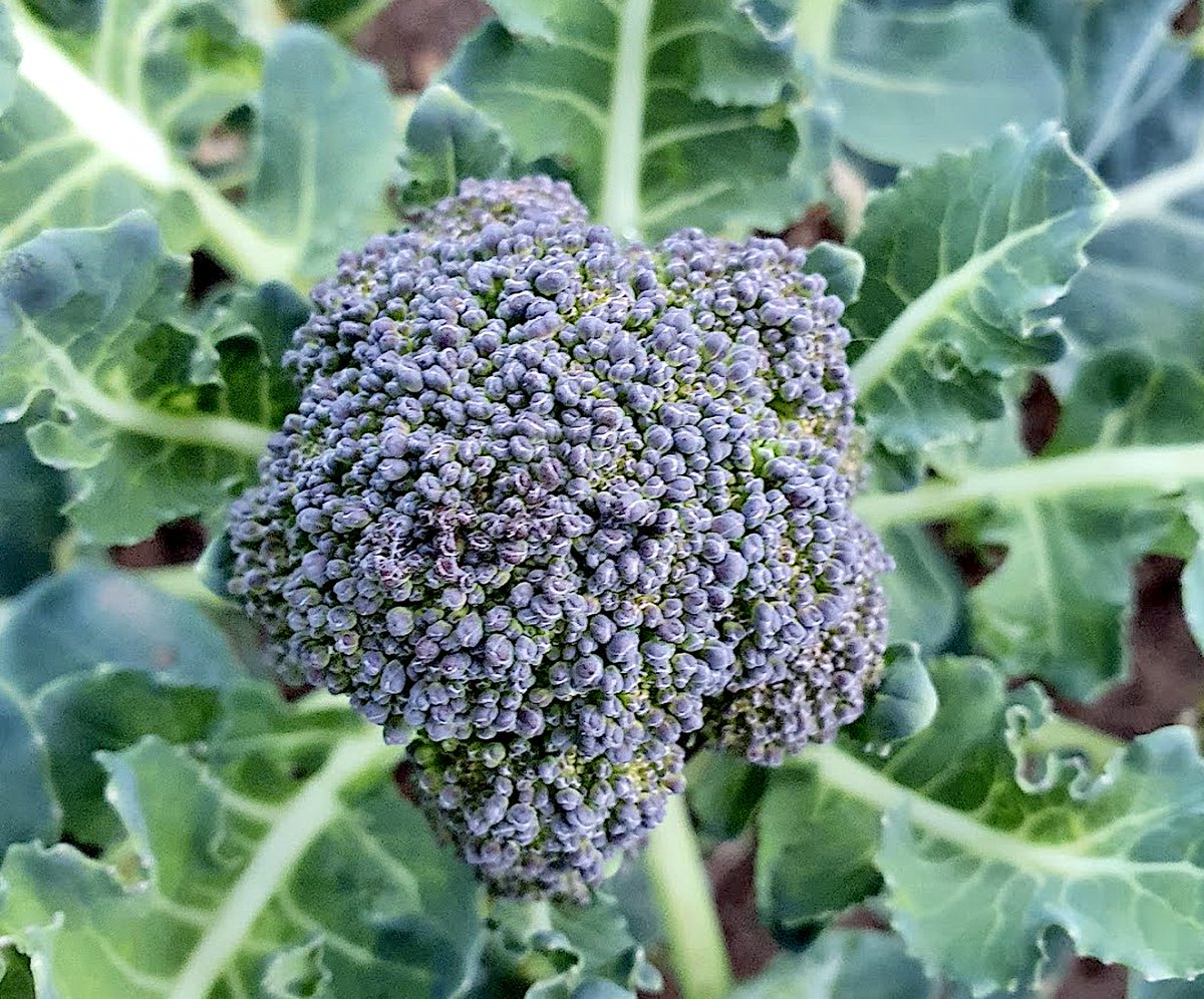 anobre1's tweet photo. O trabalho dá frutos. E infrutescências, vá!
Também dá folhas e flores #hortastol com @STOLscience @cienciasuminho @udominho #muitotrabalho #horta #sustentabilidade #ambiente #frutos #legumes #solasol #maosnaterra #tardededomingo (1/2) https://t.co/Z806D0Odz4