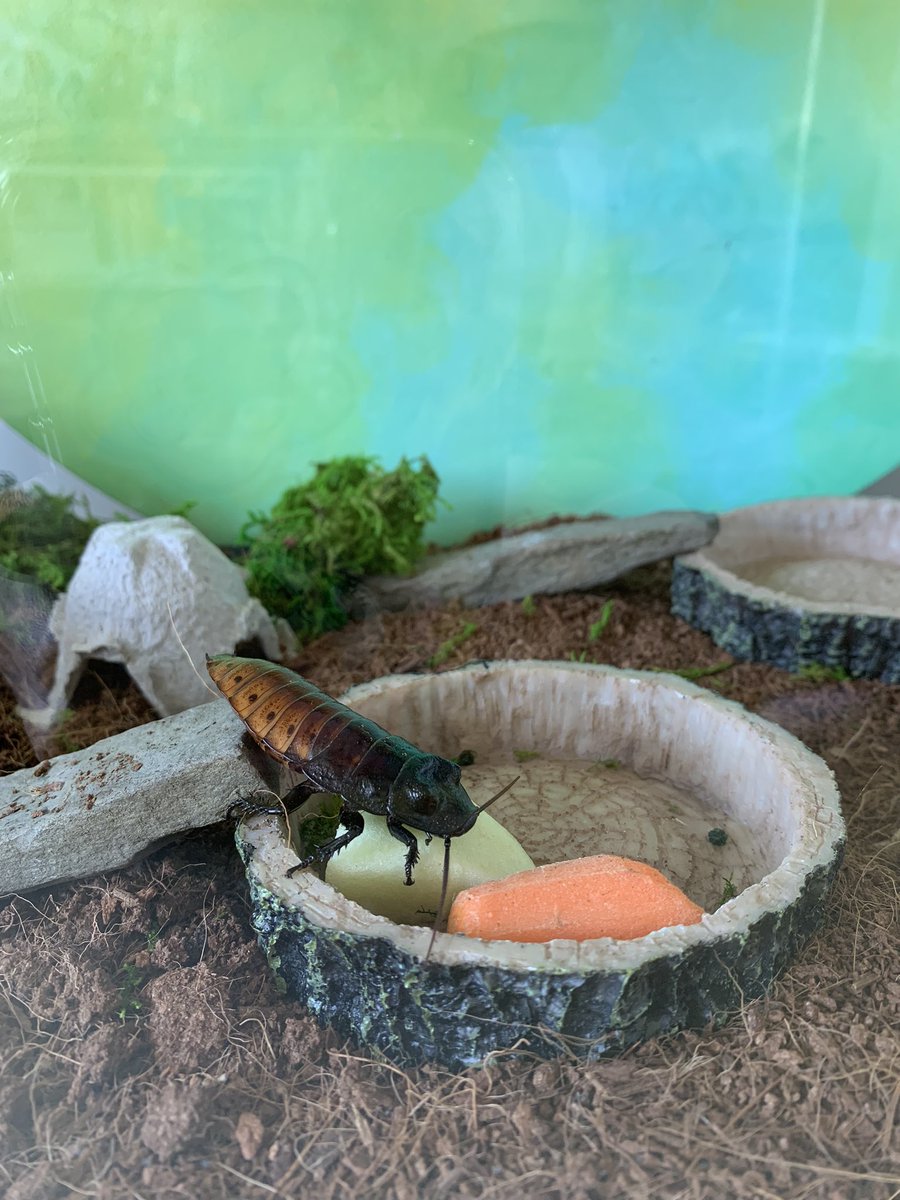 rainbow_boyo's tweet photo. Meet ✨Obi✨ my Madagascar hissing cockroach🪳 I love him very much https://t.co/1EMSsCsjJq
