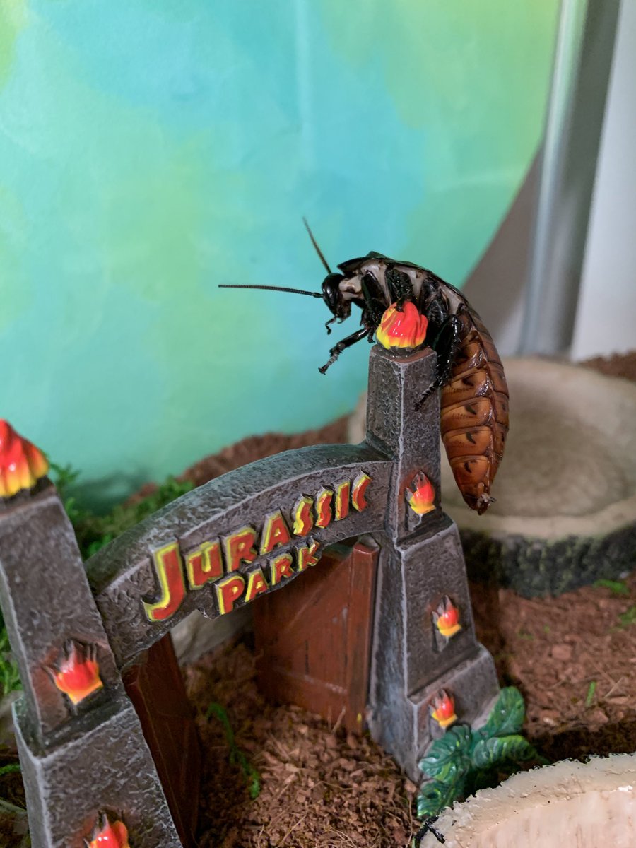 rainbow_boyo's tweet photo. Meet ✨Obi✨ my Madagascar hissing cockroach🪳 I love him very much https://t.co/1EMSsCsjJq