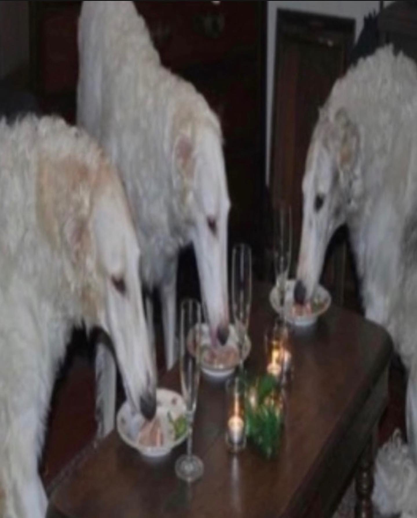 does the borzoi have rabies