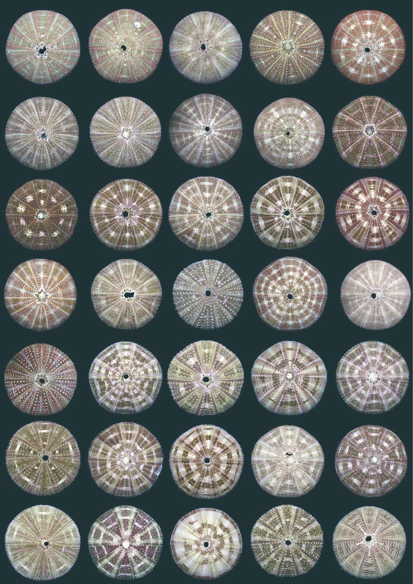 ラッパウニ Toxopneustes pileolus (Lamarck, 1816) の裸殻の組画像