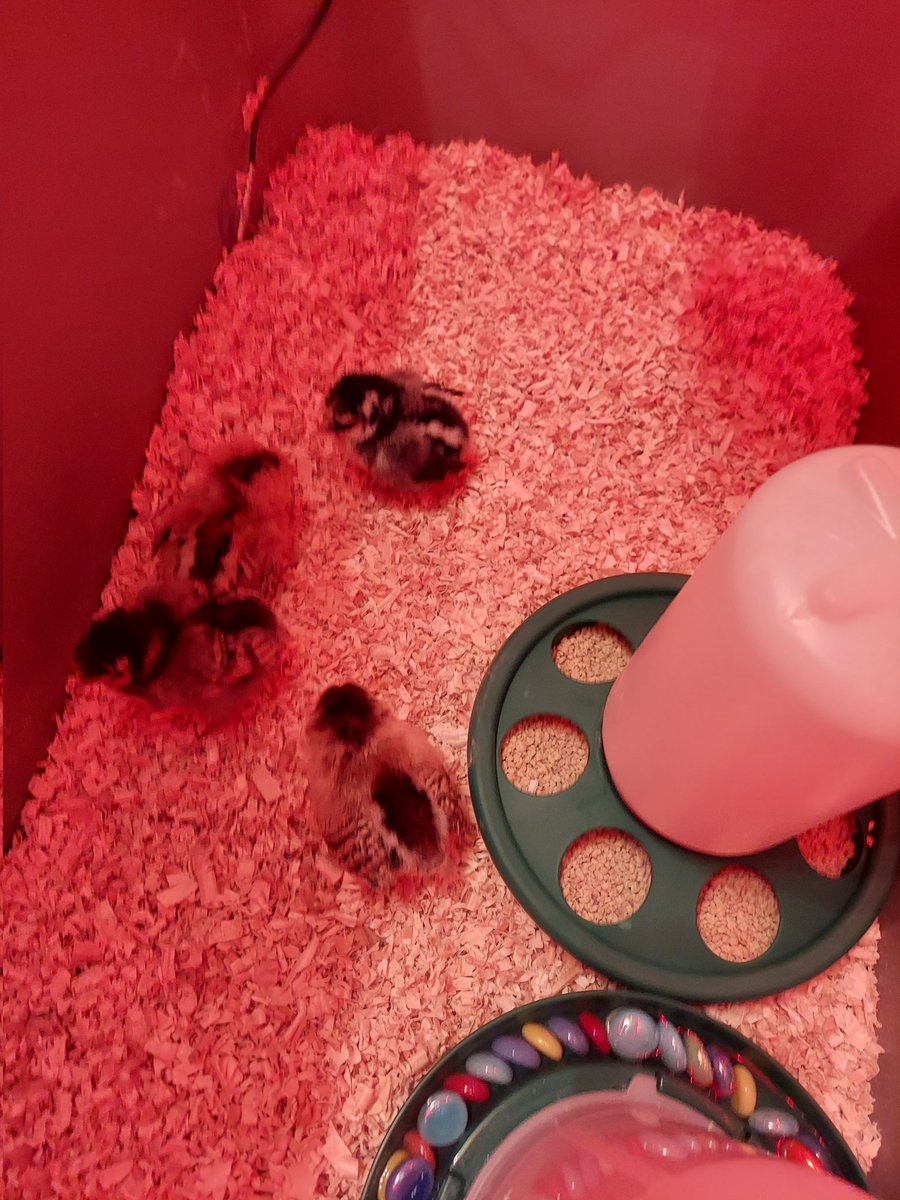 Woo hoo, it's chicken day!