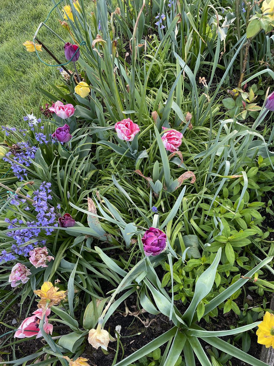 Things I saw today. #themountainisout #Rainier #flowers #sunrise