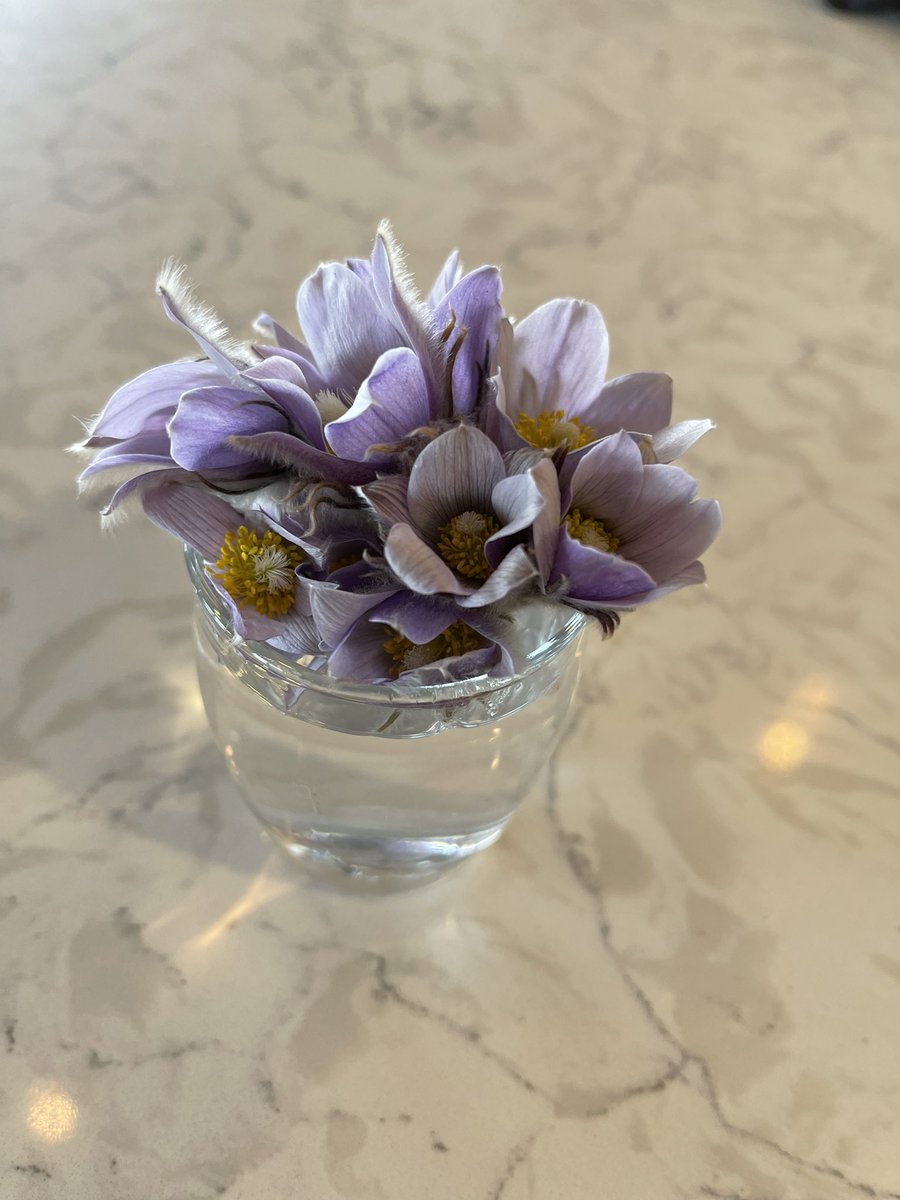 My 6 and 4 year old went for a hike behind the house and brought me back a handful of crocuses. My absolute favourite flower. Spring, is that you?