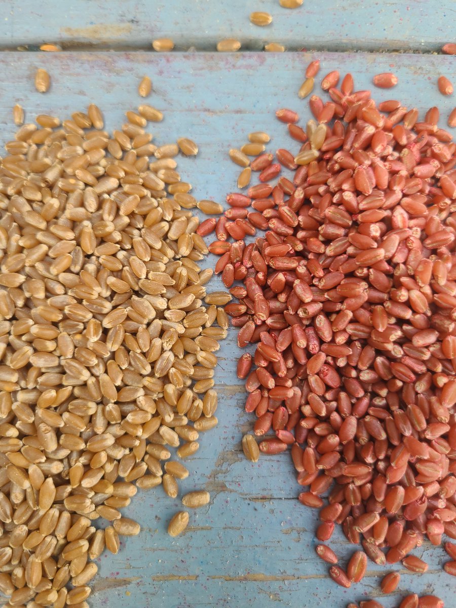 Some great weather today in Central Sask. Treating lentils with Protec, N-dure Peat, Evergol and Stress Shield. Spring Wheat with Raxil Pro Shield <a href="/Bayer4CropsCA/">Crop Science Canada</a> #Plant22