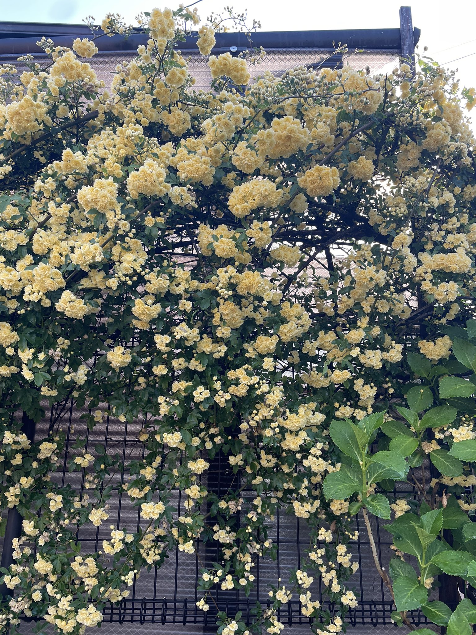 木香薔薇 Twitter Search Twitter