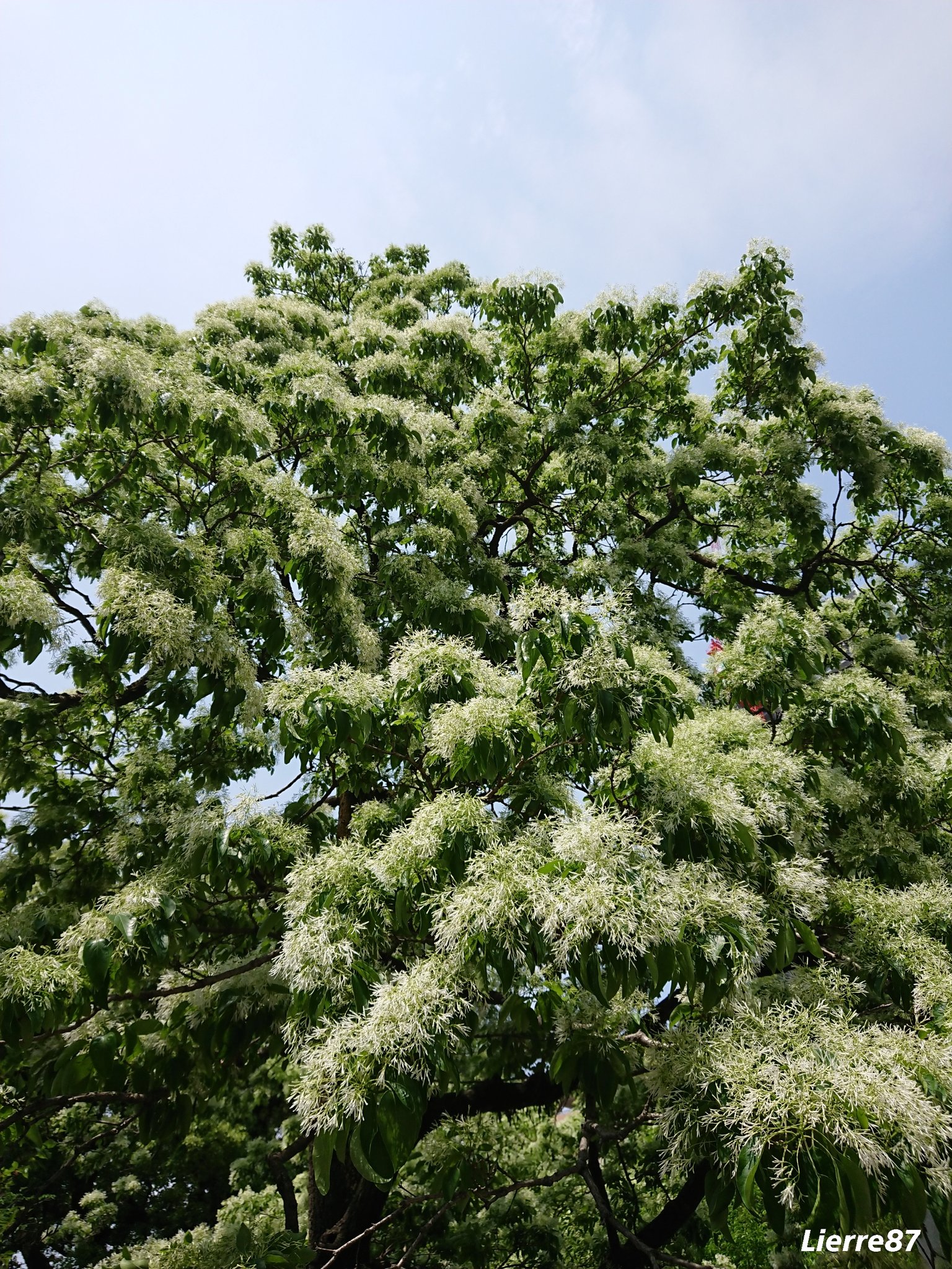花りえーる87 なんじゃもんじゃ ヒトツバタゴ 花言葉 清廉 清廉潔白 真っ白な雪が積もったよう Good Morning なんじゃもんじゃの木 T Co 1dblqzlibv Twitter 花りえーる87 なんじゃもんじゃ ヒトツバタゴ 花言葉 清廉 清廉潔白 真っ白な雪が積もったよう Good Morning なんじゃもんじゃの木 T Co 1dblqzlibv Twitter