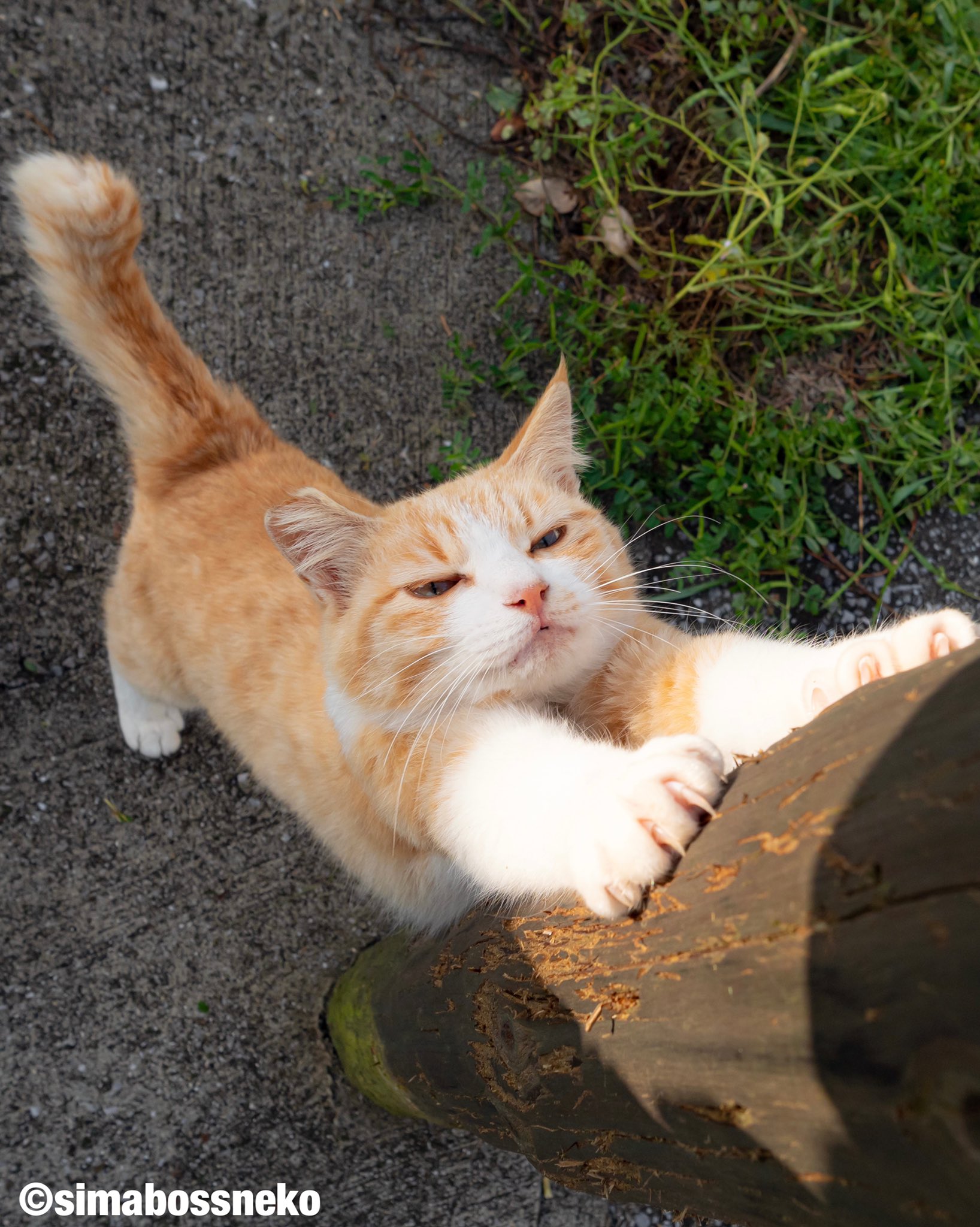 Simabossneko ヨガマスター Yoga Master 朝 ヨガ 猫 猫写真 Cats T Co Lkgzbl7gnq Twitter