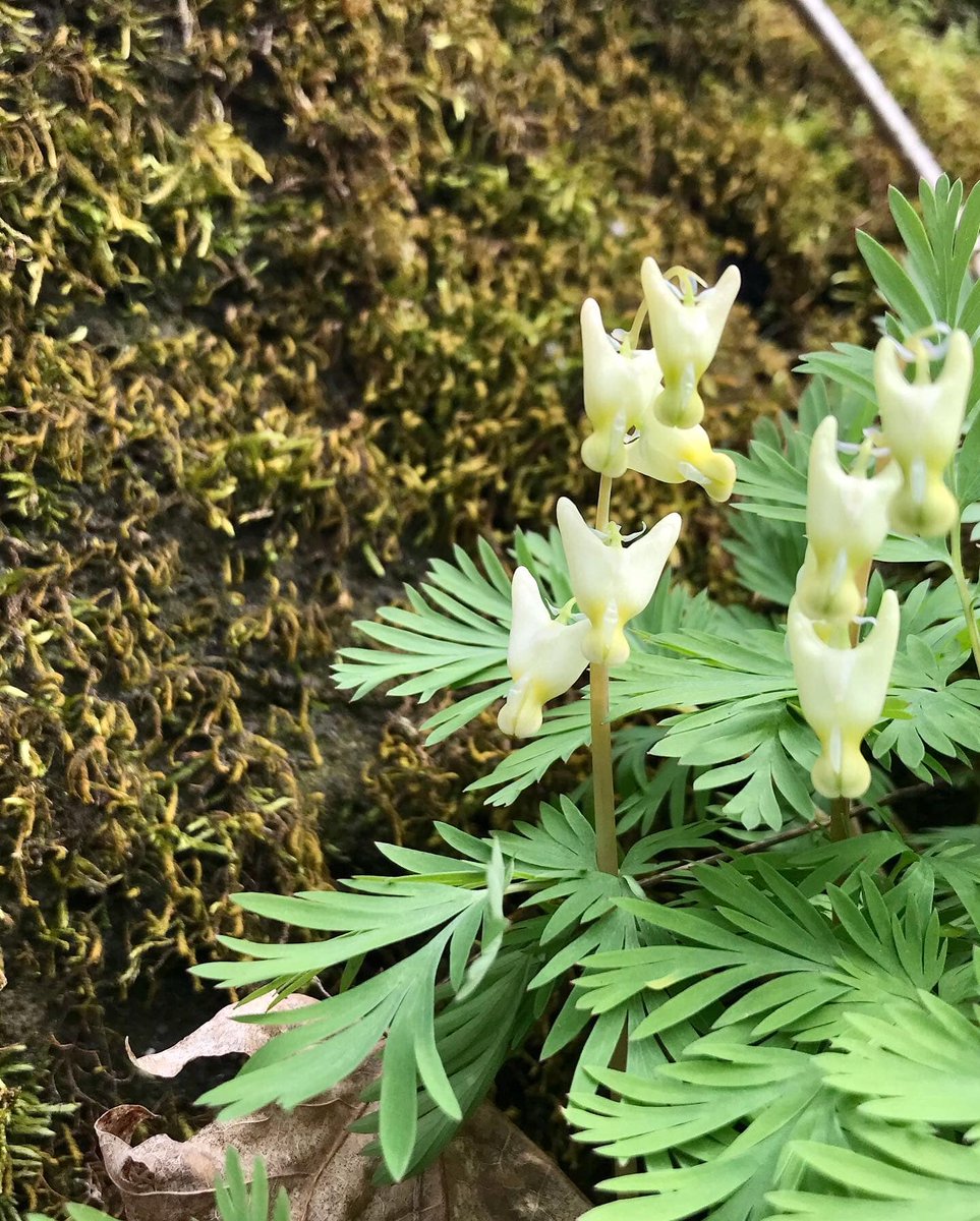 Al Freeman tweet media