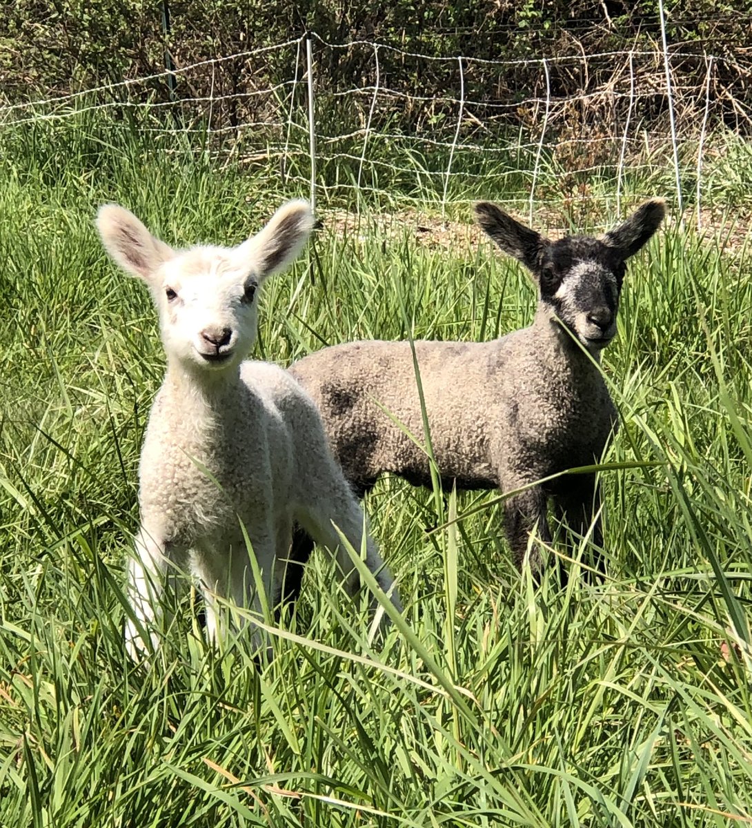 gracie88888's tweet photo. My lawnmowers double as yard decor. #stackingfunctions https://t.co/UMXDHc6ojX